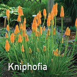 Perennials For Full Sun Wits End Gardens Iowa Perennials For Full Sun Wits End Gardens Iowa