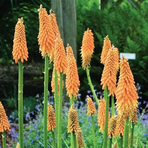 Kniphofia Red Hot Poker Perennials For Pollinators Wits End Gardens