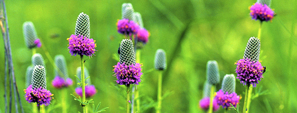 Dalea purpurea - Purple Prairie Clover.jpeg