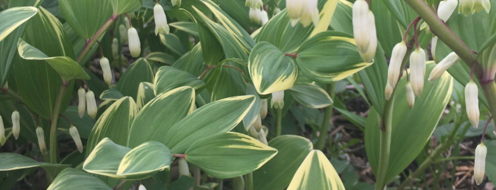 Polygonatum o. Variegatum - Solomon's Se