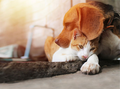 lost a pet home.jpeg