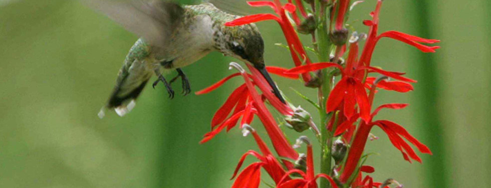 Lobelia cardinalis - Cardinal Flower.jpe