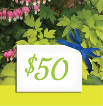 $50 Gift Certificate
