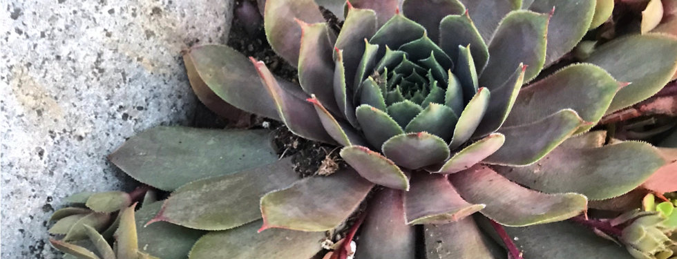 Sempervivum - Hen and Chicks.jpeg
