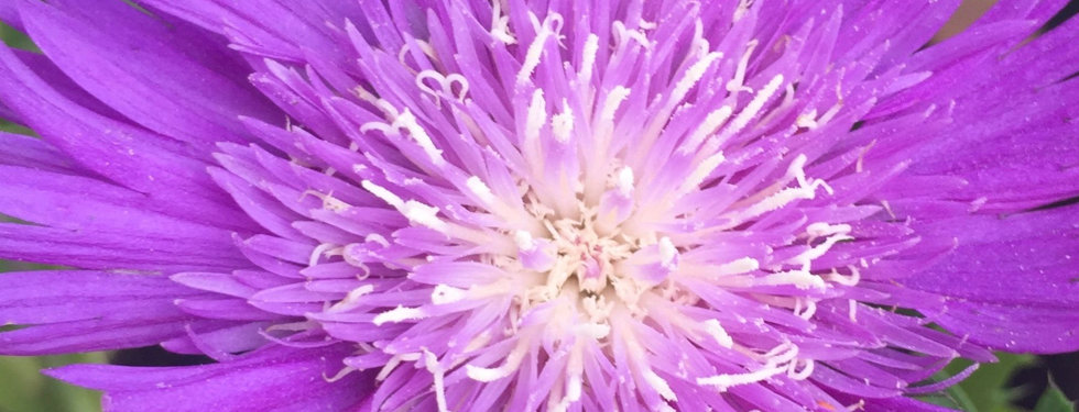 Stokesia Honeysong Purple - Stokes Aster