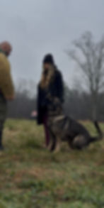 Large male German Shepherd holding the heel position while delivering a controlled warning bark at a threat.