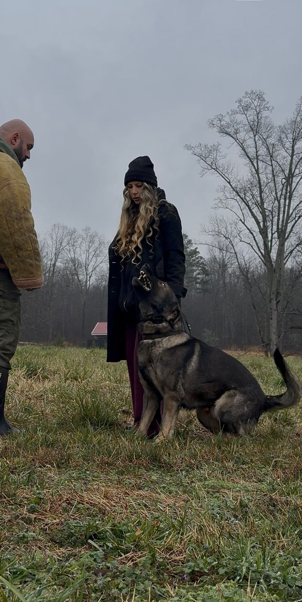 Large male German Shepherd holding the heel position while delivering a controlled warning bark at a threat.