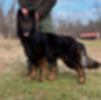 Wolf Stack_edited.jpg