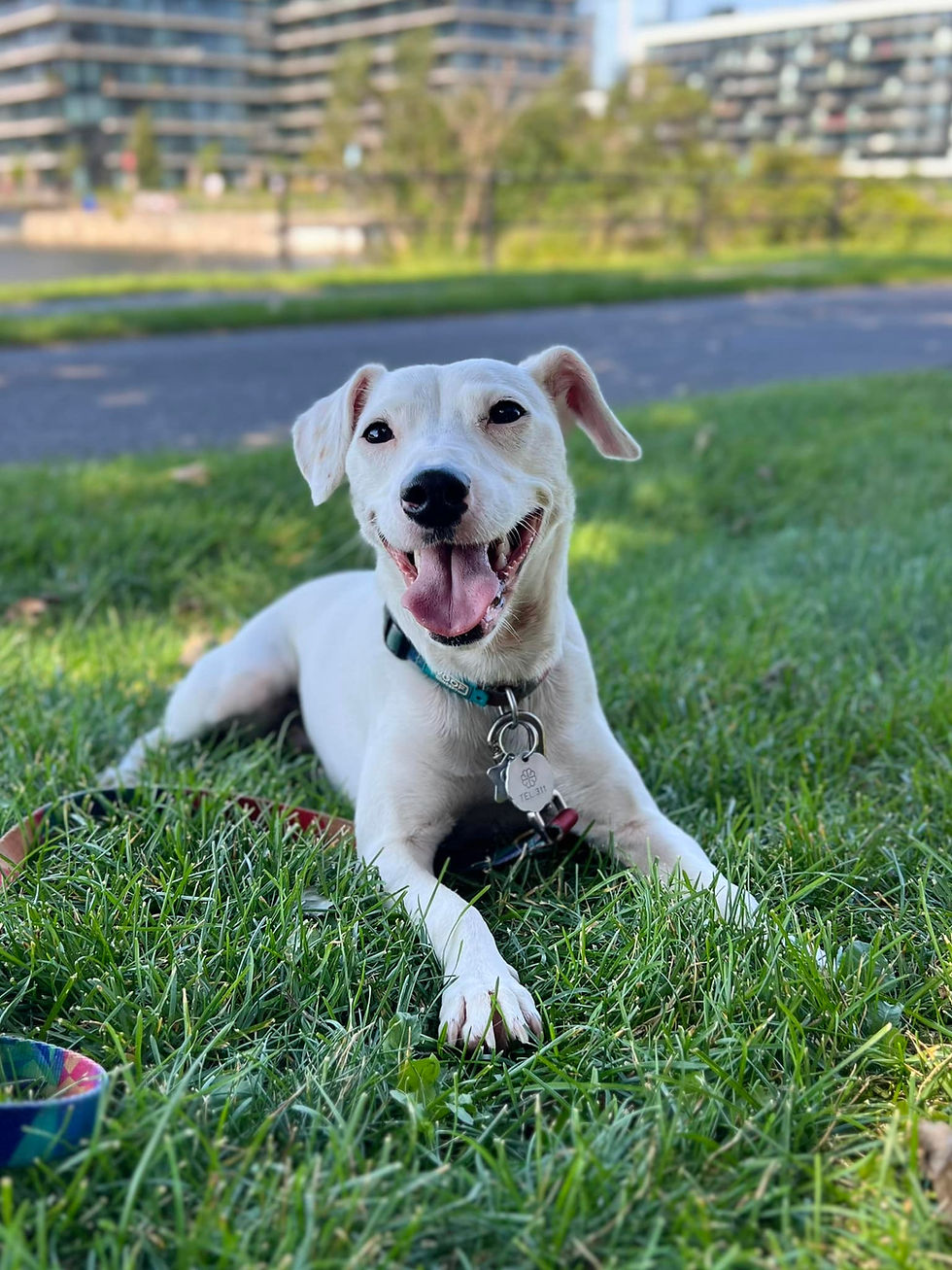 Jack Russel Terrier after board and train, happy and relaxed