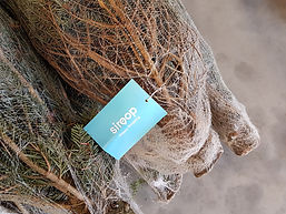 Weihnachtsbaumverkauf für siroop.jpg