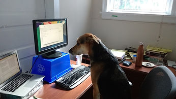 Rook the dog working