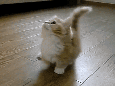 cat.gif