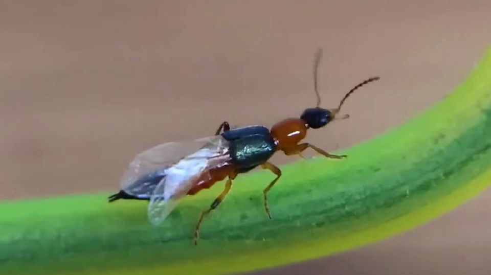 Paederus irritans beetle: skin-irritating toxin bearer in Thailand.
