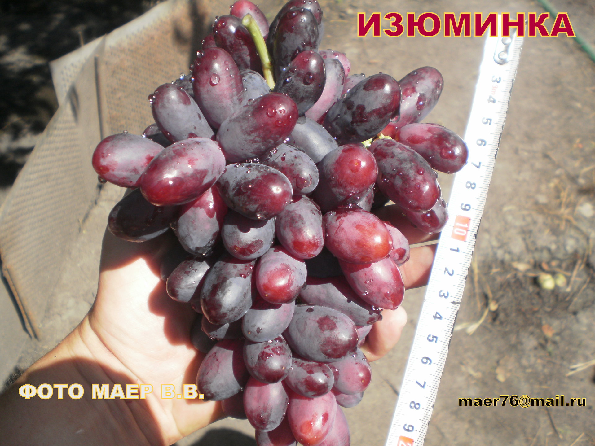 Черная Изюминка Виноград Описание Сорта Фото