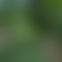 First Permanent Disc Golf Course Opens in Serbia