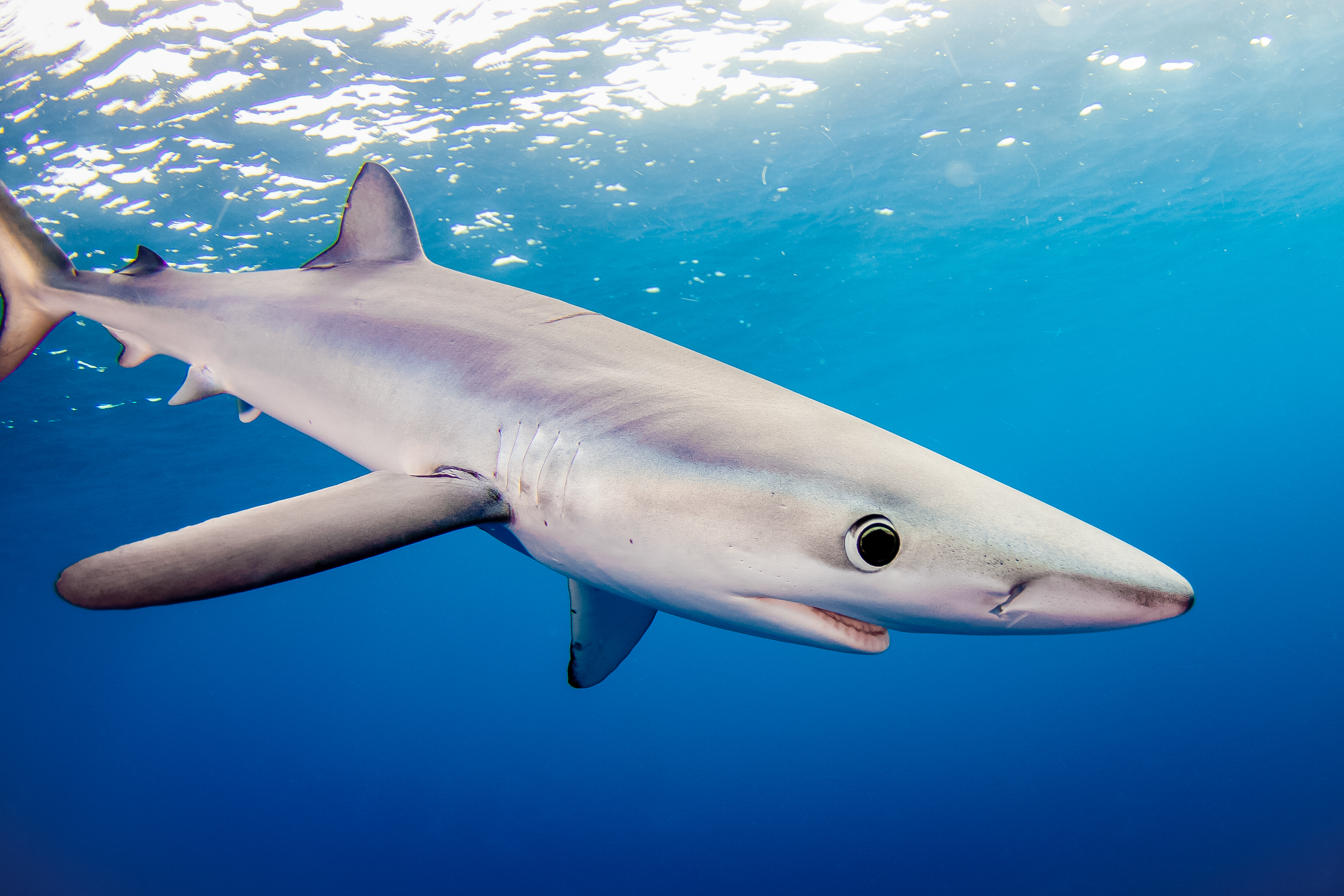Широконосые акулы. Большая белая акула (carcharodon carcharias). Интересные акулы. Голубая акула. Акул для 7 лет.