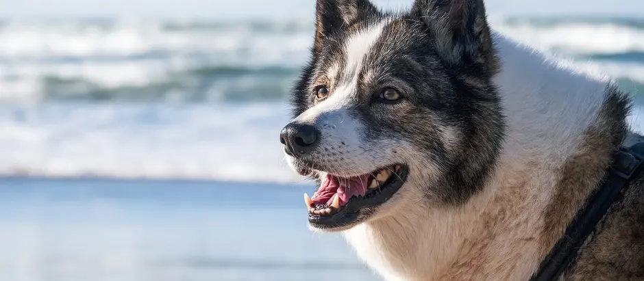 Campanha conscientiza sobre o abandono animal. É crime!