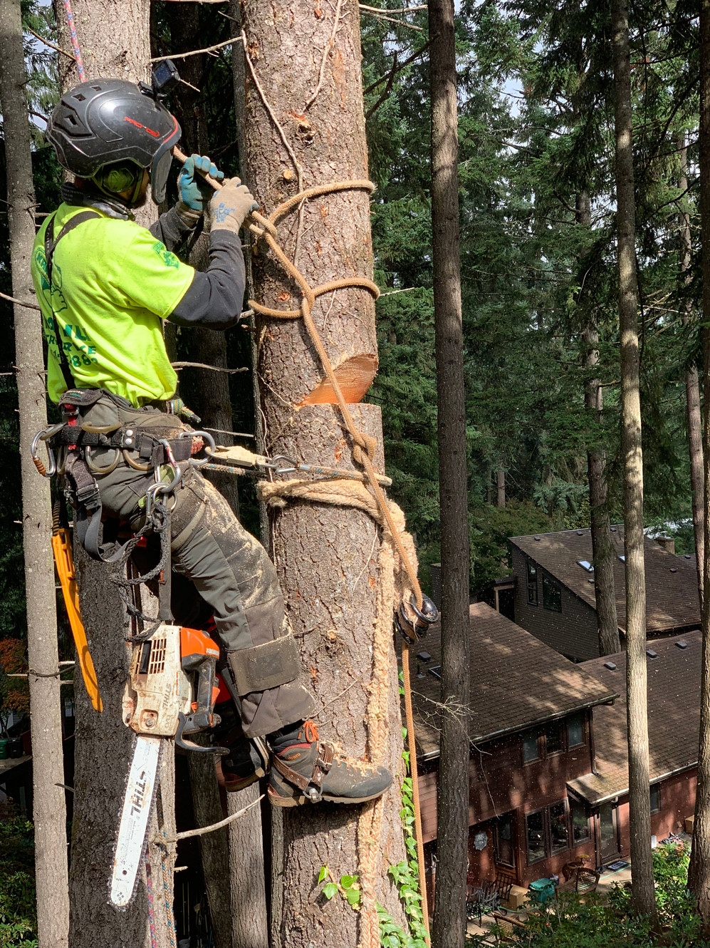 Certified Arborist on Staff Karhu Tree Service Springfield Oregon