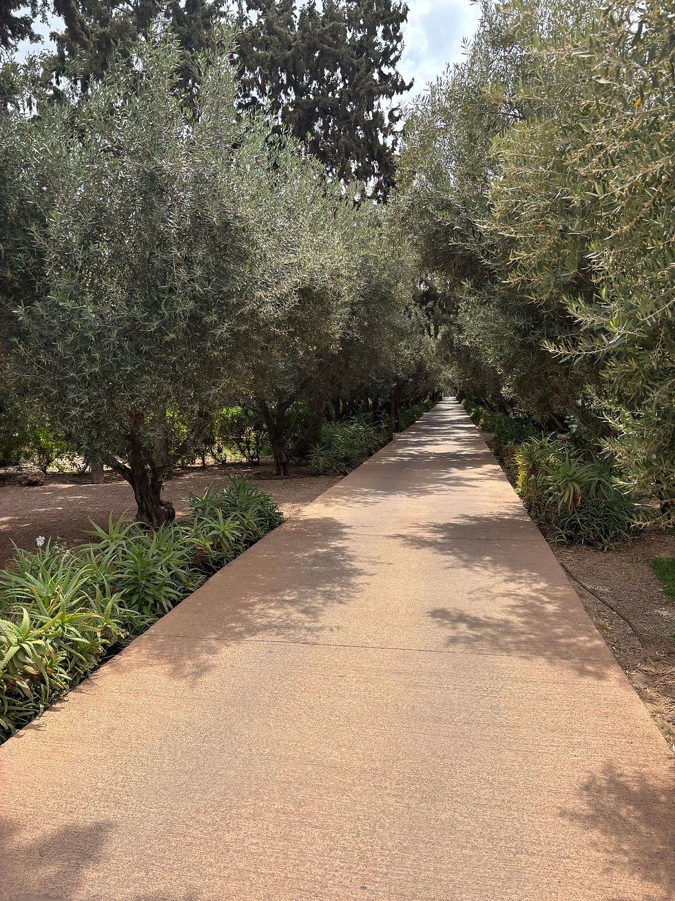 Olive Tree Orchard at The Oberoi in Marrakech