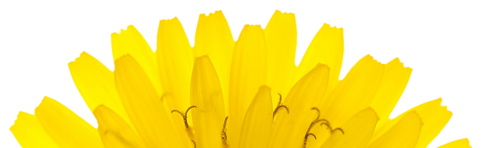 dande.png