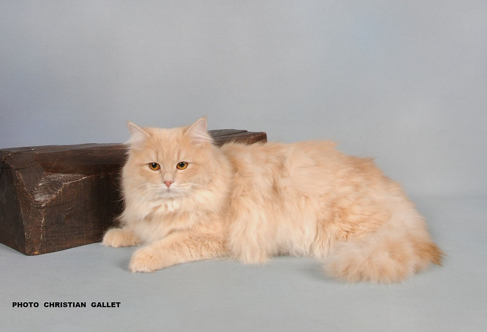 Haroon Phantom Cats*CZ
