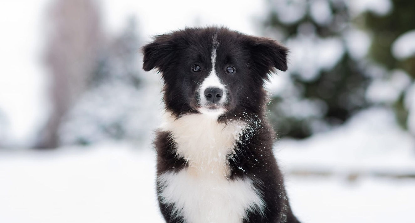 Vital Pet Dark Born To Win chez son éleveuse en Russie âgée de 3 mois