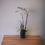 Miniatura: Beautiful Set of Orchids and a Small plant 