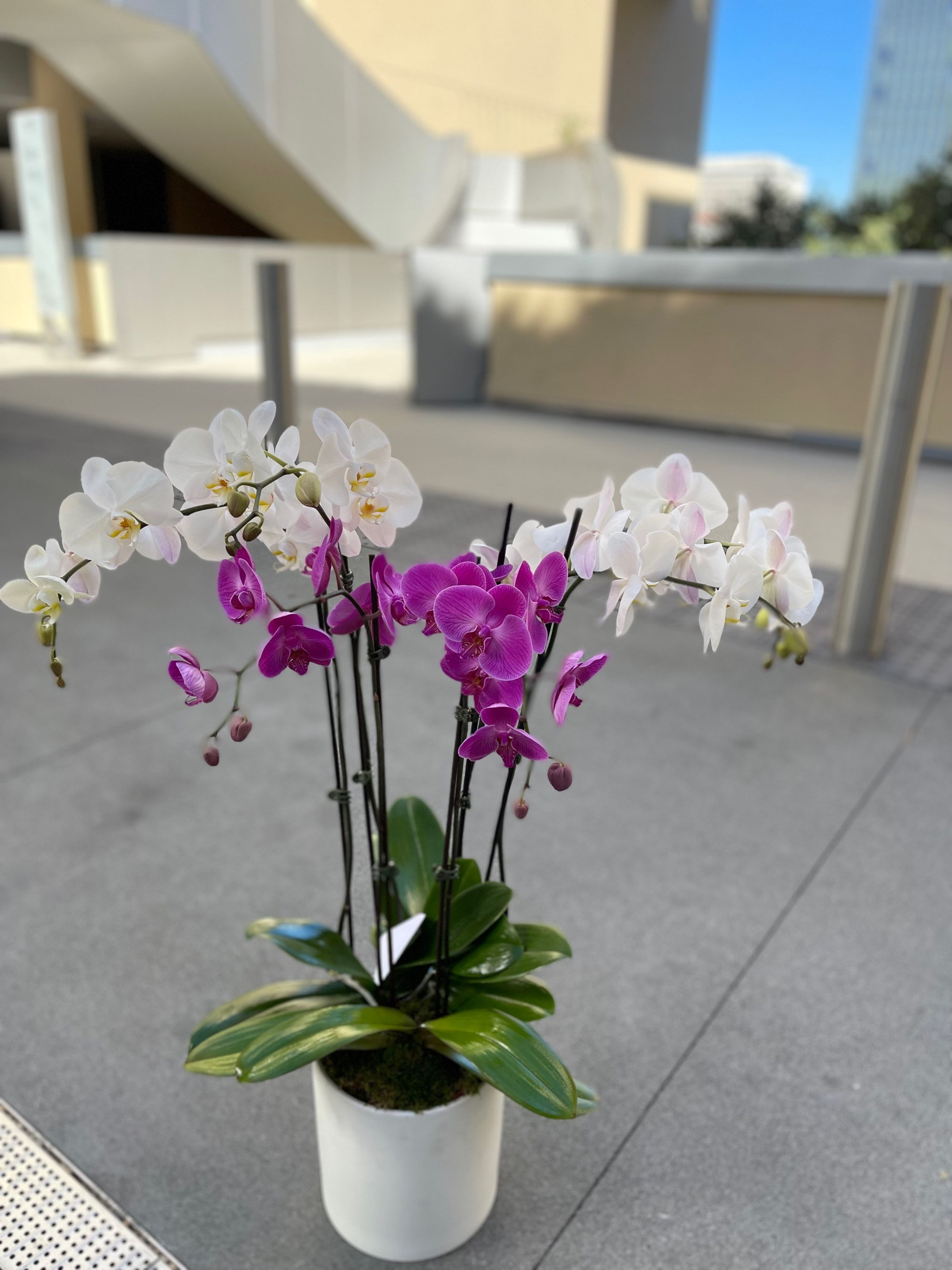 3 Large Orchids in a White Vase