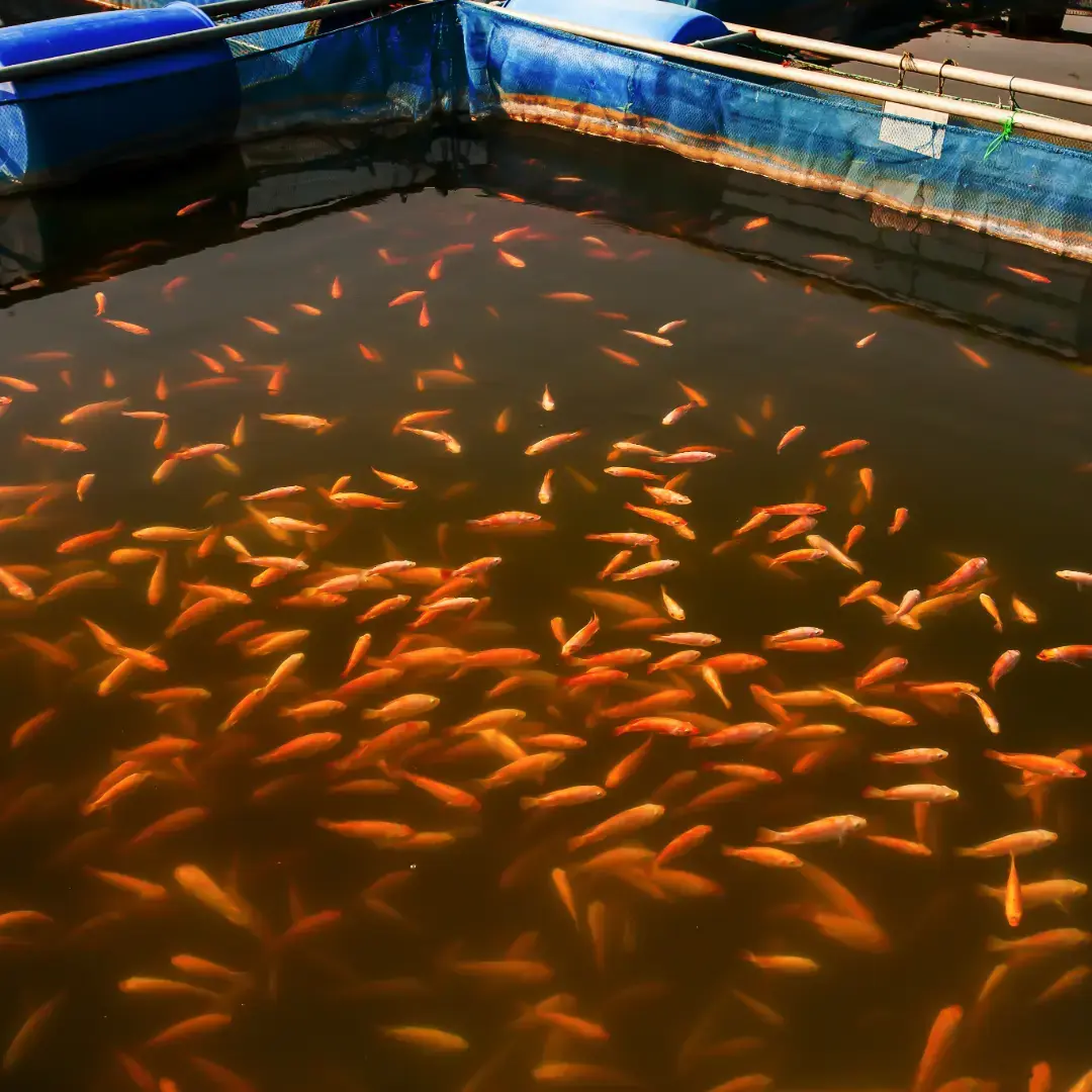 Curso dePiscicultura.