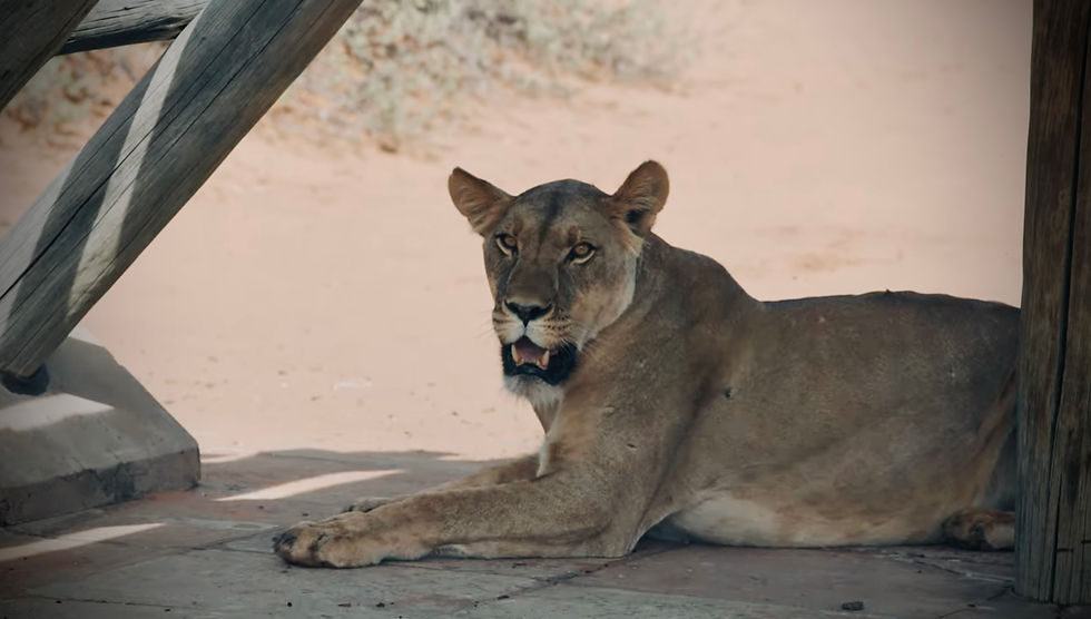 Thumbnail: 7day Wild Kgalagadi & Mabuasehube for  self drive adventure - per person sharing