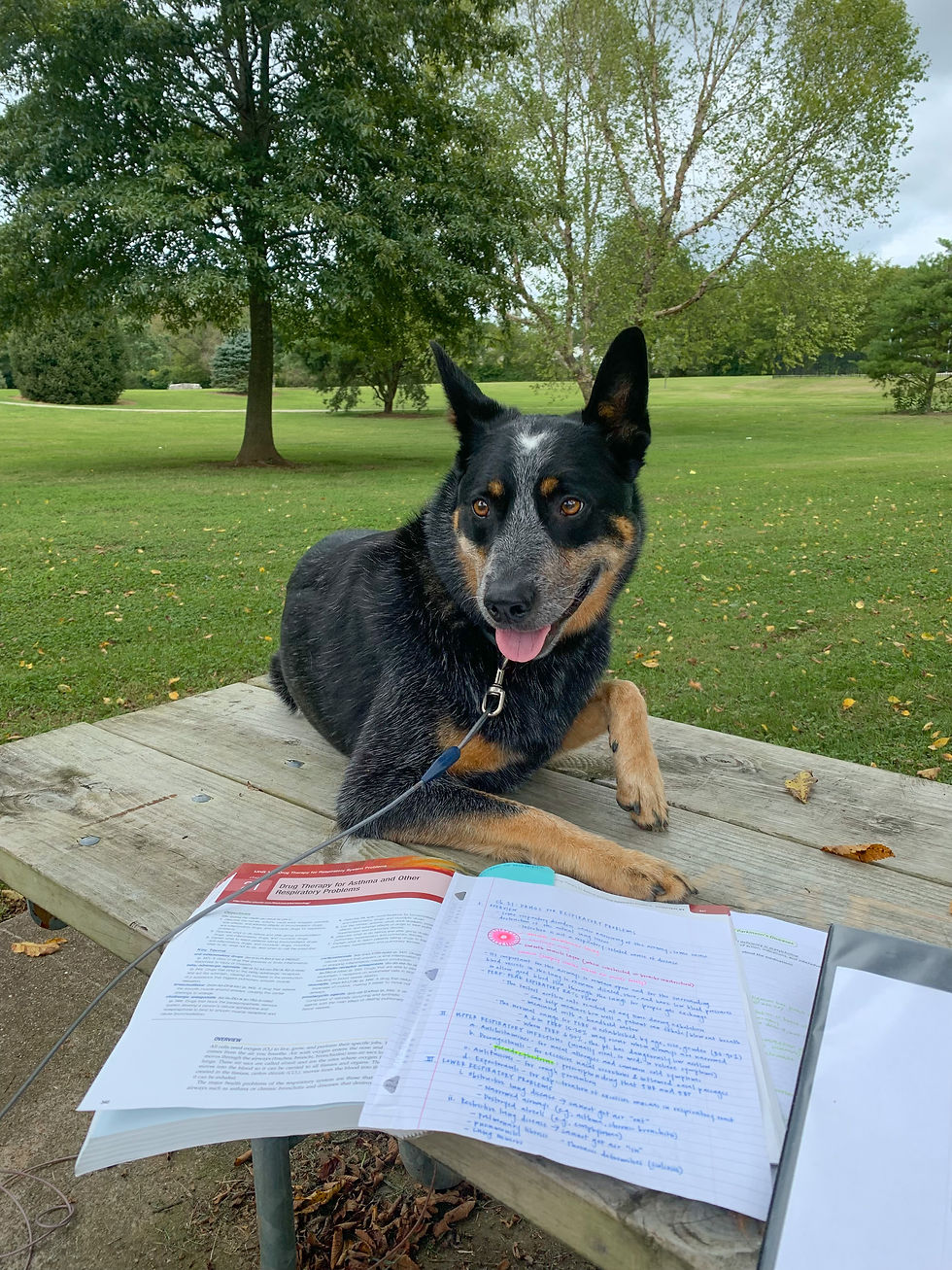 Studied with me through nursing school