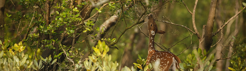 Astro-Trip Pench
