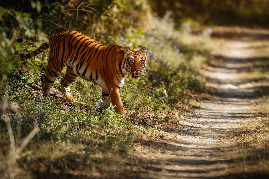 amazing-bengal-tiger-nature.jpg