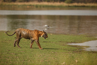wild-royal-bengal-tiger-nature-habitat-ranthambhore-national-park.jpg