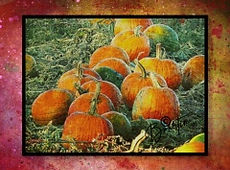 frosted pumpkins single.JPG