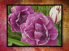 tulip sm.JPG