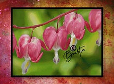 MY BLEEDING HEART sm.JPG