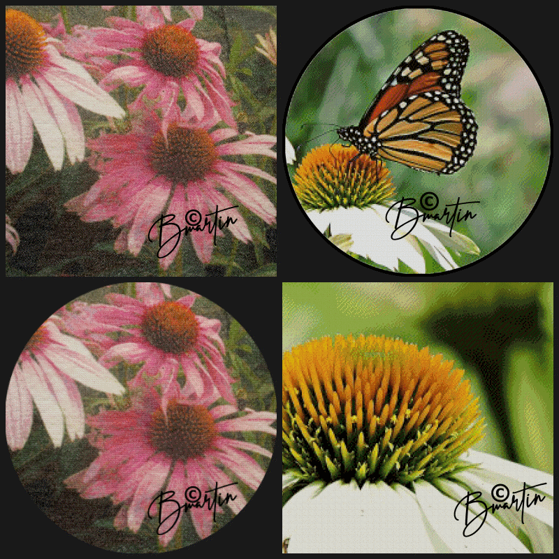 CONEFLOWERS01.gif