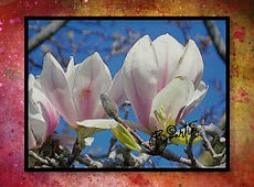MAGNOLIA BLOSSOMS sm.JPG