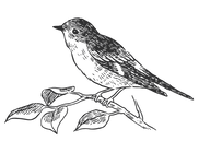 bird.png