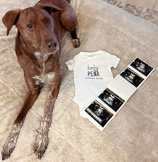 Pregnancy announcement with dog and sonogram