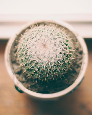 Cactus