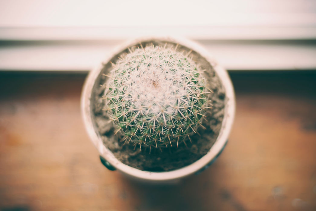 Cactus