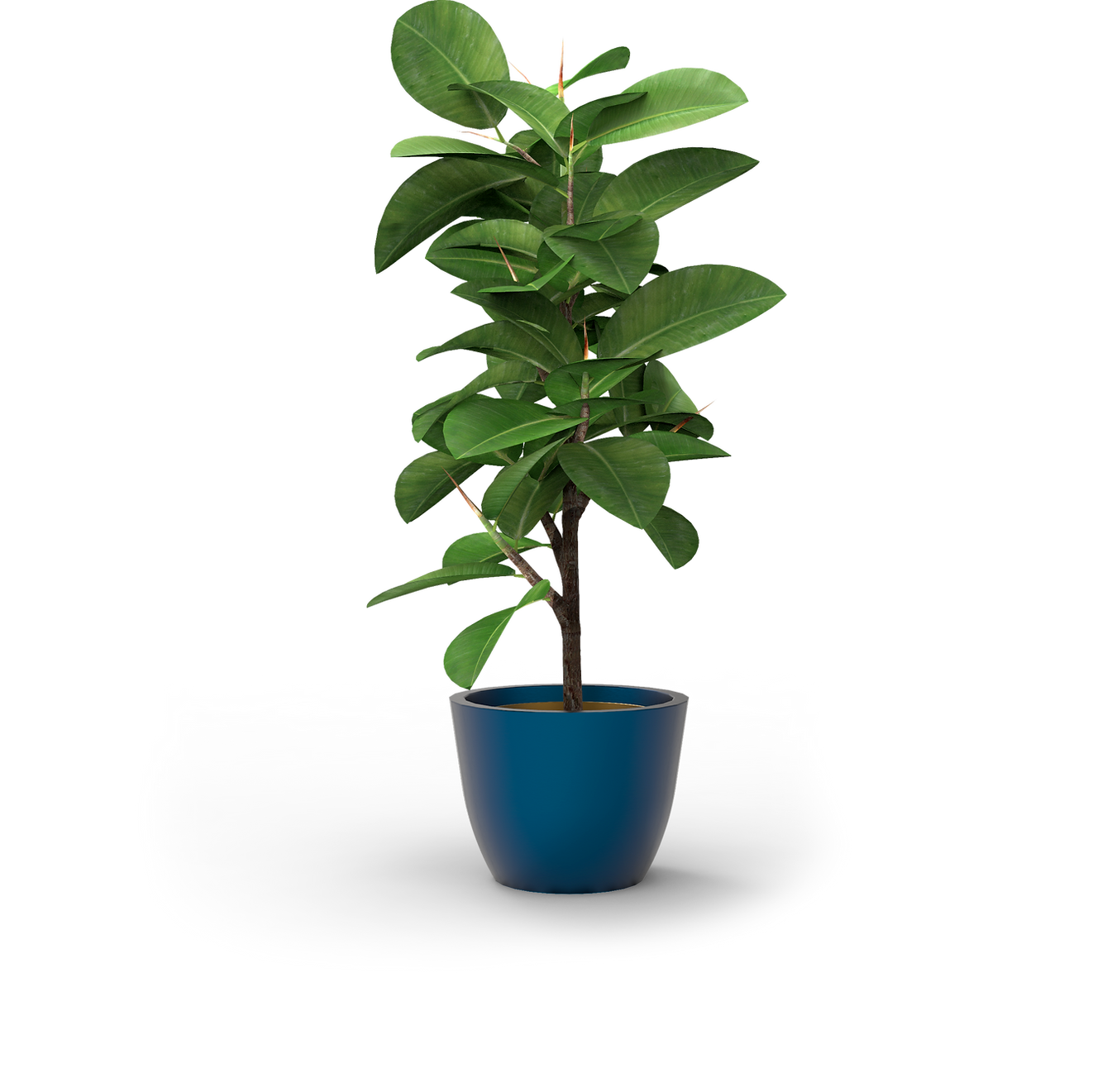 Uma planta com grandes folhas em um vaso.