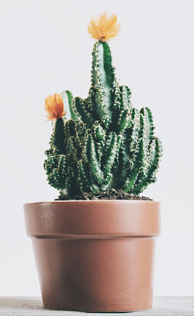 Miniature : Succulente et cactus 4"