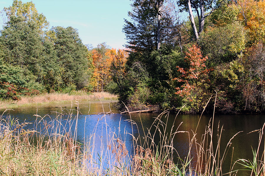 Finger Lakes National Forest
