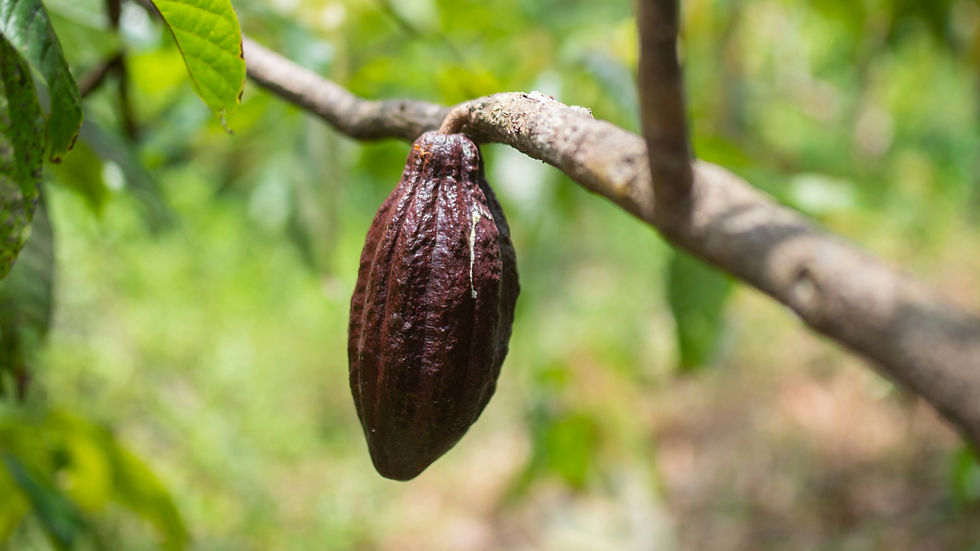 AgroNetica developing gene-edited cacao with improved disease resistance