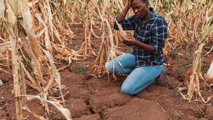 Extreme heat pushing global agri-food systems to the brink, report warns
