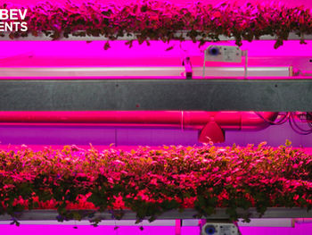 Can vertical farming rise to the challenge?