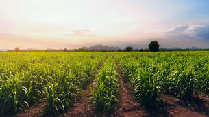 Bunge to sell ownership share in Brazilian sugar and bioenergy business